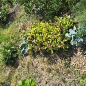 NNBeet1 2026-06-29 16.57.